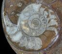 Fossil Orthoceras & Goniatite Plate - Stoneware #62468-2